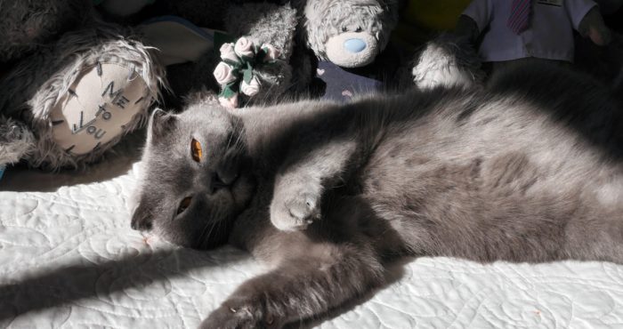 Міцний сон: місія здійсненна