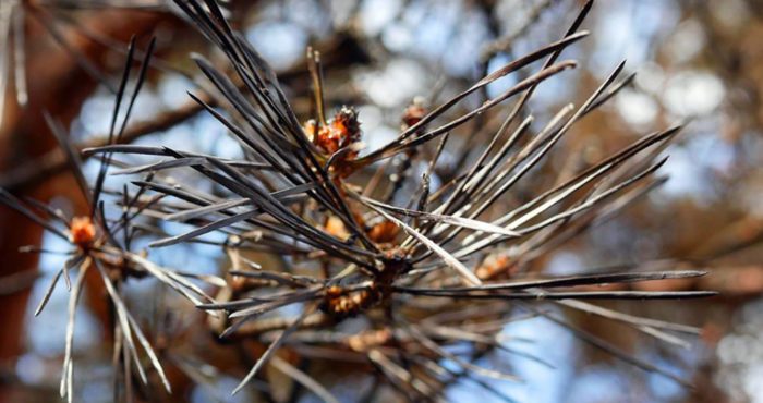 У МЕНЕ Є НЕДОЛІКИ